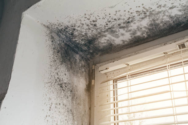 Affordable Basement Mold Removal solutions in Port Jefferson Station, NY